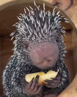 A porcupine eating an apple