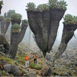 Giant Groundsels, prehistoric plants found on top of Mt Kilimanjaro