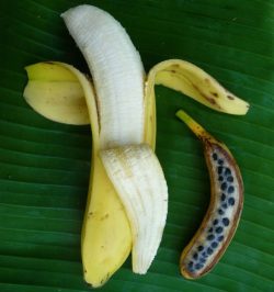 The domestication of the banana 

The process that transformed fruits full of seeds into parthen ...