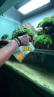 Amazing aquarium