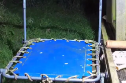 Baby stoat discovers a trampoline