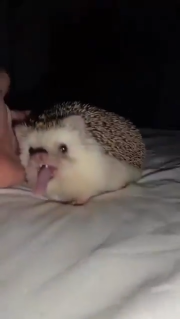 OMG, hedgehogs yawning are terrifying