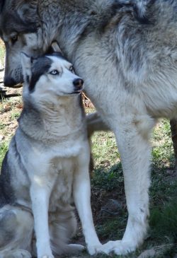 here is a husky next to a wolf