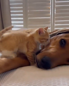 Kitten’s third day at his new home, and he chose the dog as his best friend