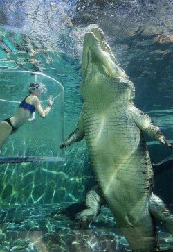 Saltwater crocodile