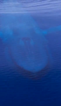 The largest Animal to have ever lived on earth spotted