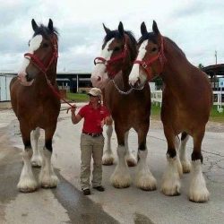 The size of Clydesdale horses