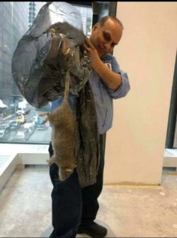 The size of a NYC rat