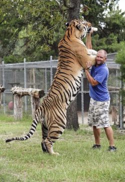 The size of a Siberian tiger