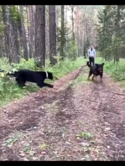 A rescued panther with best buddy