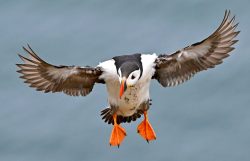 Puffin