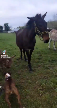 Donkey laughs at Dog getting shocked by electric fence