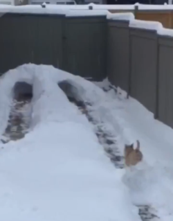 When your human builds you a backyard obstacle course out of snow