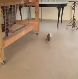 Nothing to see here Just a baby squirrel playing soccer