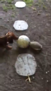 Keep scrolling if youve already watched a tortoise and a daschund play football