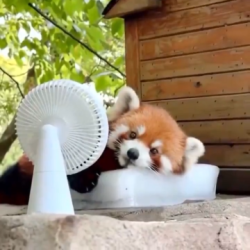 Red Panda