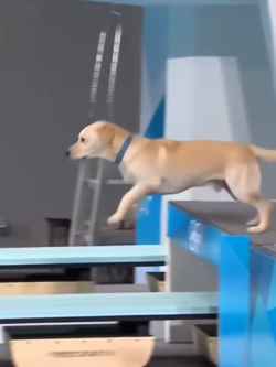 Dog divers