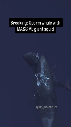 Sperm whale eats giant squid