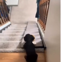 He sent the crash test dummy down first to make sure it’s safe..