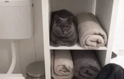 Nothing to see here