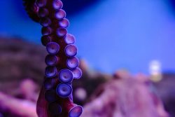 Octopuses have nine brains, three hearts, and blue copper-based blood, with roughly two-thirds o ...