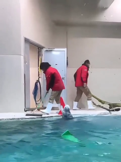 Helpful little otters