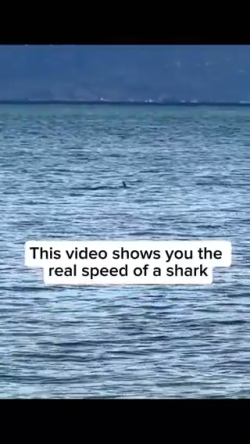 Speed of a shark